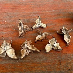 🎄綿の茎🎄クリスマスオーナメントなどの画像