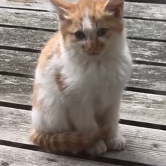 子猫 茶白親子います😊