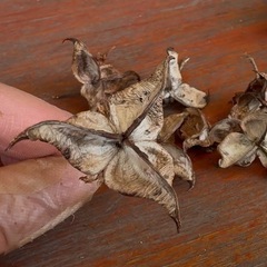 🎄綿の茎🎄クリスマスオーナメントなどの画像