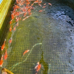 観賞魚、錦鯉
