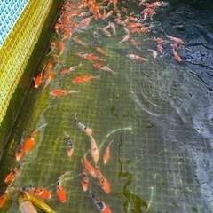 観賞魚、錦鯉の画像
