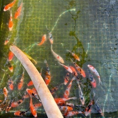 観賞魚、錦鯉の画像