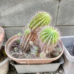 サボテンの画像