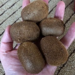 ラストです🥝今回は小さいです🥝キウイフルーツ　１キロの画像