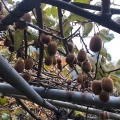 ラストです🥝今回は小さいです🥝キウイフルーツ　１キロの画像
