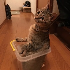 迷い猫探してます - 手伝って/助けて