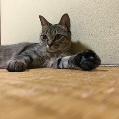 迷い猫探してます - 喜多方市