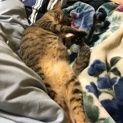 迷い猫探してます − 福島県