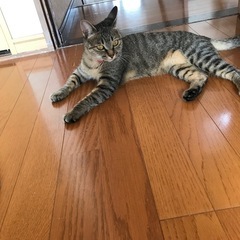 迷い猫探してます