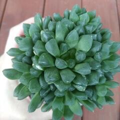 多肉植物　ハオルチアの画像