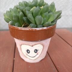 多肉植物　ハオルチアの画像