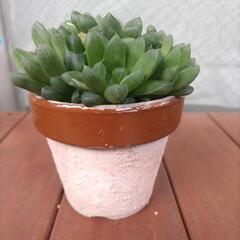 多肉植物　ハオルチアの画像