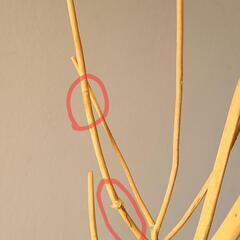 IDÉE　天然木アクセサリースタンドの画像