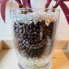 ムラサキオモト　ロエオ　観葉植物　ハイドロカルチャーの画像