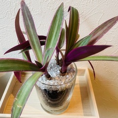 ムラサキオモト　ロエオ　観葉植物　ハイドロカルチャーの画像