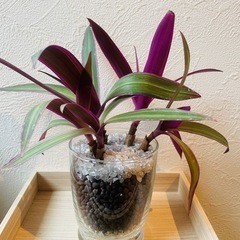 ムラサキオモト　ロエオ　観葉植物　ハイドロカルチャーの画像