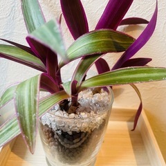 ムラサキオモト　ロエオ　観葉植物　ハイドロカルチャーの画像