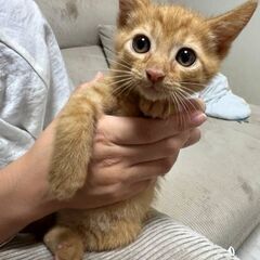 茶トラ子猫⭐️12/15豊崎にて譲渡会参加します⭐️