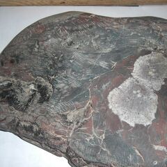 岐阜県　根尾谷産　菊花石　鑑賞石　研き前原石　重量　約　３，２９ｋｇの画像