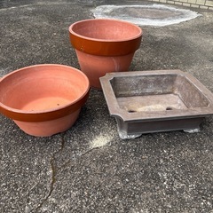 鉢植え　いろいろ