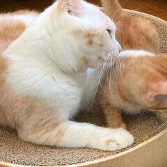 おっとり癒し系男子♡サイモンくん - 猫