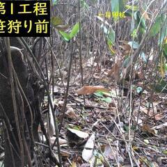 能登半島弱震12・2に採屈・黒部産・赤土粘土の別格天然自然薯1本≒1,300gの画像