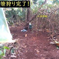 能登半島弱震12・2に採屈・黒部産・赤土粘土の別格天然自然薯1本≒1,300gの画像