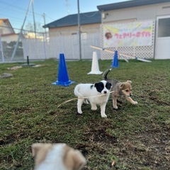 子犬の里親さま募集！男の子1匹となりました！