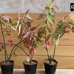 大銀竜（観葉植物）別名：ペディランサス