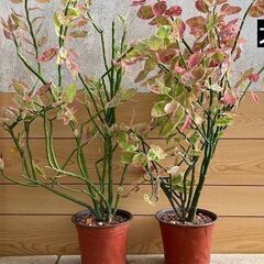 大銀竜（観葉植物）別名：ペディランサスの画像