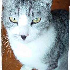 仲良し兄弟猫ちゃん