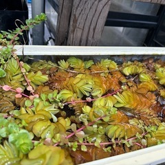 水草の画像