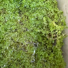 水草の画像