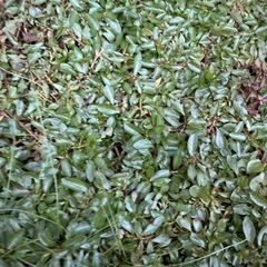 水草の画像
