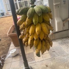 島バナナ（アップルバナナ）一房！　