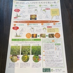 クィーンズヘナの画像