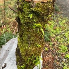 No.101古木の柿の木、着生植物