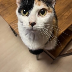ミケ猫　2歳　女の子