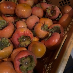 かつらぎ町の富有柿⑤
