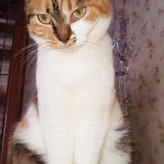 慎ましい大和なでしこ三毛ちゃん