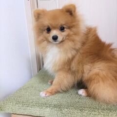♂ポメラニアン去勢済み