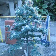 クリスマスツリー