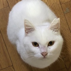 （里親様決定）お外で頑張って過ごしてきた白猫ちゃん