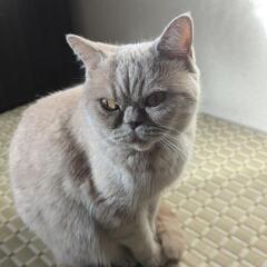 成猫メス(ブリティッシュショートヘア)譲ります。