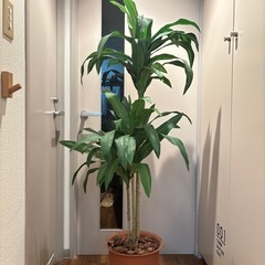 150cm 観葉植物　