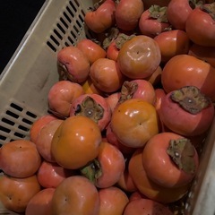 かつらぎ町の富有柿⑥
