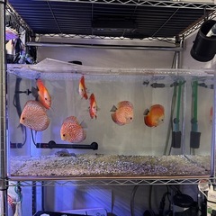 水槽　設備　生体全てセット
　の画像
