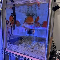 水槽　設備　生体全てセット
　の画像