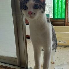 😺ハチワレさん♀😺ほくろがキュート