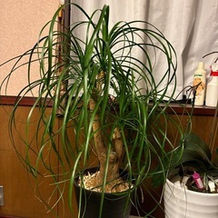 トックリラン